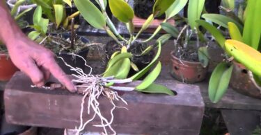 Dicas De Como Plantar Sua Orquídea Na Madeira