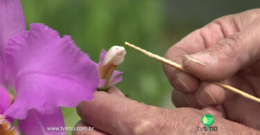 Coisas que aprendemos errando – Reprodução de Orquídeas em Casa