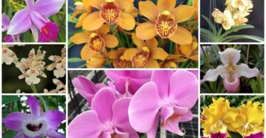 Orquídeas: principais espécies e segredos para cuidar das flores