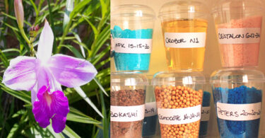 As nove maiores dúvidas (e respostas) sobre orquídeas
