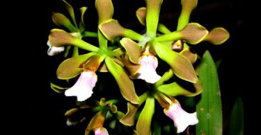 Orquídea Encyclia e sua Espécies