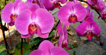 Dicas e Informações para o Cultivo de Orquídeas