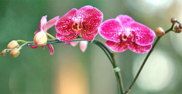 Orquideas Mini Phalaenopsis
