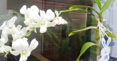 Keikis/mudas– os bebês das Orquídeas