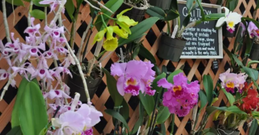 Como cultivar orquídeas da maneira correta - Dicas e Cuidados