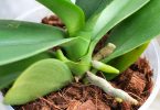 7 ERROS no Cultivo de Orquídeas Que Você Deve Evitar Para Ter Sucesso, Se até hoje você está tentando cuidar de orquídeas sem sucesso, veja abaixo 7 erros