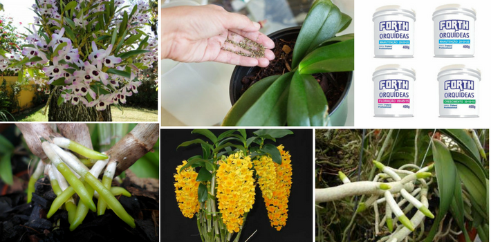 Adubação para orquídeas: muitos são os equívocos e dúvidas no que se refere à adubação de orquídeas. Estes equívocos e dúvidas referem-se, principalmente