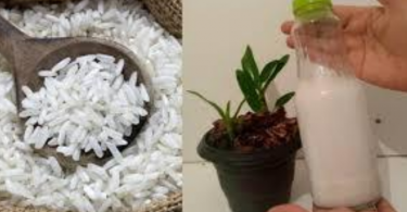 fertilizante-e-enraizador-de-orquideas-agua-de-arroz