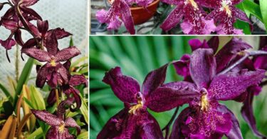 10 dicas de Como cuidar de orquídeas