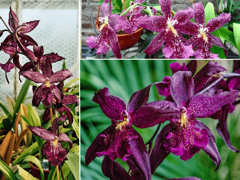 10 dicas de Como cuidar de orquídeas